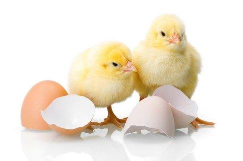 BUSINESS IDEA FOR SETTING UP A CHICKEN HATCHERY - Cover Image